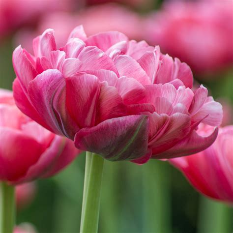 wedding gift tulp